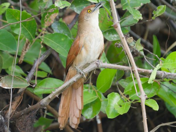 Grote stekelkruin (Phacellodomus ruber)